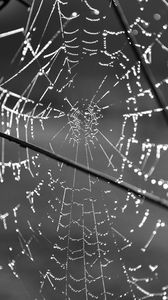 Preview wallpaper cobweb, wire, macro, black and white