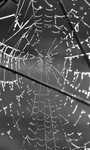 Preview wallpaper cobweb, wire, macro, black and white