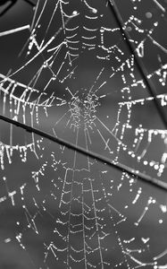 Preview wallpaper cobweb, wire, macro, black and white