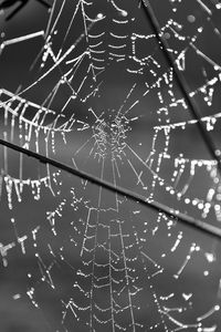 Preview wallpaper cobweb, wire, macro, black and white