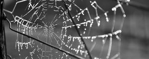 Preview wallpaper cobweb, wire, macro, black and white