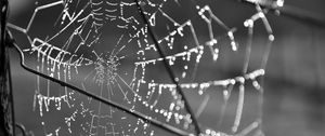 Preview wallpaper cobweb, wire, macro, black and white