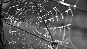 Preview wallpaper cobweb, wire, macro, black and white