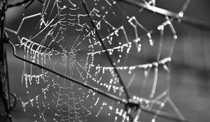 Preview wallpaper cobweb, wire, macro, black and white