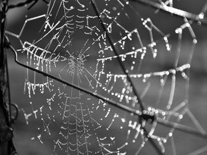 Preview wallpaper cobweb, wire, macro, black and white