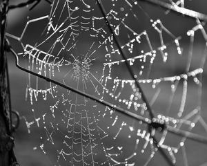 Preview wallpaper cobweb, wire, macro, black and white