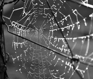 Preview wallpaper cobweb, wire, macro, black and white