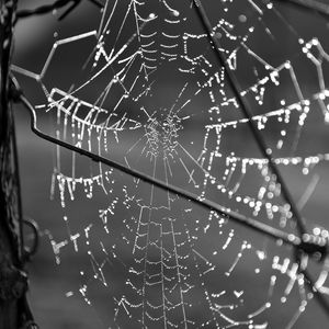 Preview wallpaper cobweb, wire, macro, black and white