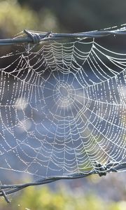 Preview wallpaper cobweb, wire, spikes, blur, macro