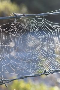 Preview wallpaper cobweb, wire, spikes, blur, macro