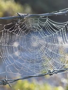 Preview wallpaper cobweb, wire, spikes, blur, macro