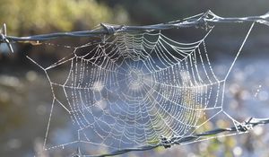 Preview wallpaper cobweb, wire, spikes, blur, macro