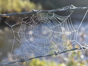 Preview wallpaper cobweb, wire, spikes, blur, macro