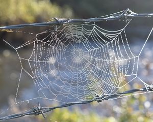 Preview wallpaper cobweb, wire, spikes, blur, macro