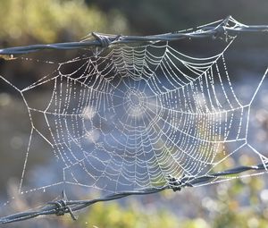 Preview wallpaper cobweb, wire, spikes, blur, macro