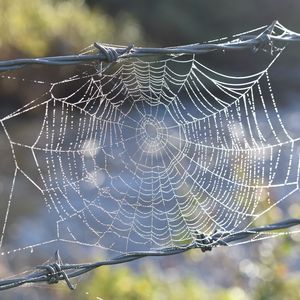 Preview wallpaper cobweb, wire, spikes, blur, macro