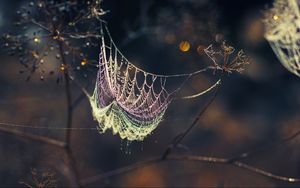 Preview wallpaper cobwebs, branches, shadows, dark