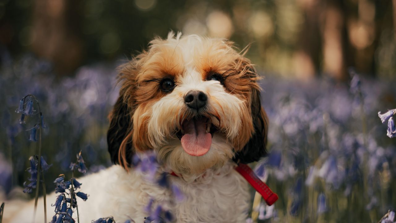 Wallpaper cockapoo, dog, protruding tongue, funny, flowers