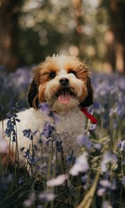 Preview wallpaper cockapoo, dog, protruding tongue, funny, flowers