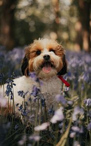 Preview wallpaper cockapoo, dog, protruding tongue, funny, flowers