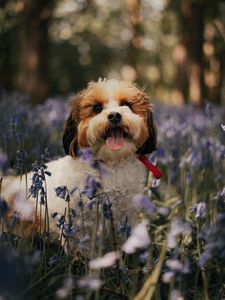 Preview wallpaper cockapoo, dog, protruding tongue, funny, flowers