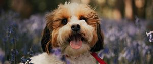 Preview wallpaper cockapoo, dog, protruding tongue, funny, flowers