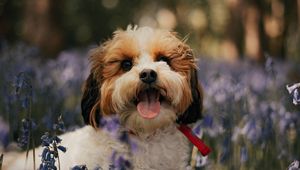 Preview wallpaper cockapoo, dog, protruding tongue, funny, flowers