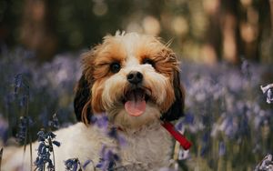 Preview wallpaper cockapoo, dog, protruding tongue, funny, flowers