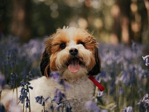 Preview wallpaper cockapoo, dog, protruding tongue, funny, flowers