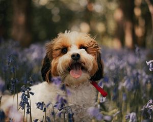 Preview wallpaper cockapoo, dog, protruding tongue, funny, flowers