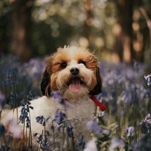 Preview wallpaper cockapoo, dog, protruding tongue, funny, flowers