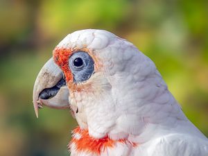 Preview wallpaper cockatiel, parrot, bird, feathers, beak