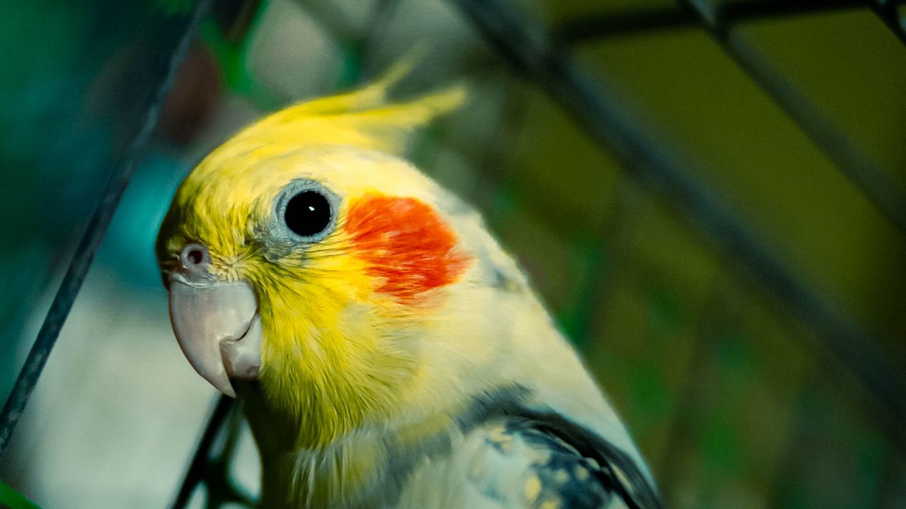 Cute Cockatiel Fabric Wallpaper and Home Decor  Spoonflower