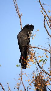 Preview wallpaper cockatoo, bird, branches, berries, wildlife