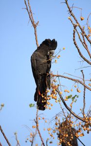 Preview wallpaper cockatoo, bird, branches, berries, wildlife