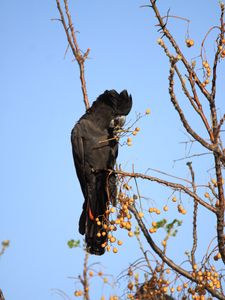 Preview wallpaper cockatoo, bird, branches, berries, wildlife