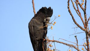 Preview wallpaper cockatoo, bird, branches, berries, wildlife