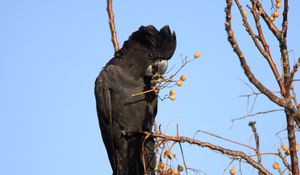 Preview wallpaper cockatoo, bird, branches, berries, wildlife