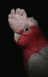 Preview wallpaper cockatoo, parrot, bird, pink, portrait, funny