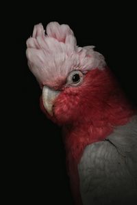 Preview wallpaper cockatoo, parrot, bird, pink, portrait, funny