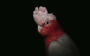 Preview wallpaper cockatoo, parrot, bird, pink, portrait, funny
