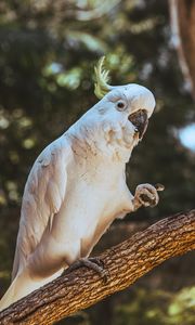 Preview wallpaper cockatoo, parrot, bird, funny