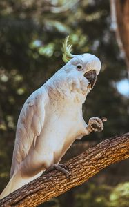 Preview wallpaper cockatoo, parrot, bird, funny