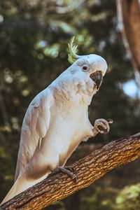 Preview wallpaper cockatoo, parrot, bird, funny