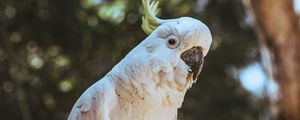 Preview wallpaper cockatoo, parrot, bird, funny