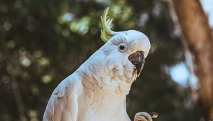 Preview wallpaper cockatoo, parrot, bird, funny