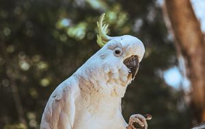 Preview wallpaper cockatoo, parrot, bird, funny