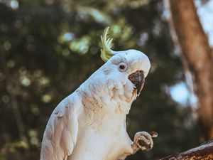 Preview wallpaper cockatoo, parrot, bird, funny