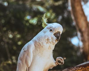 Preview wallpaper cockatoo, parrot, bird, funny