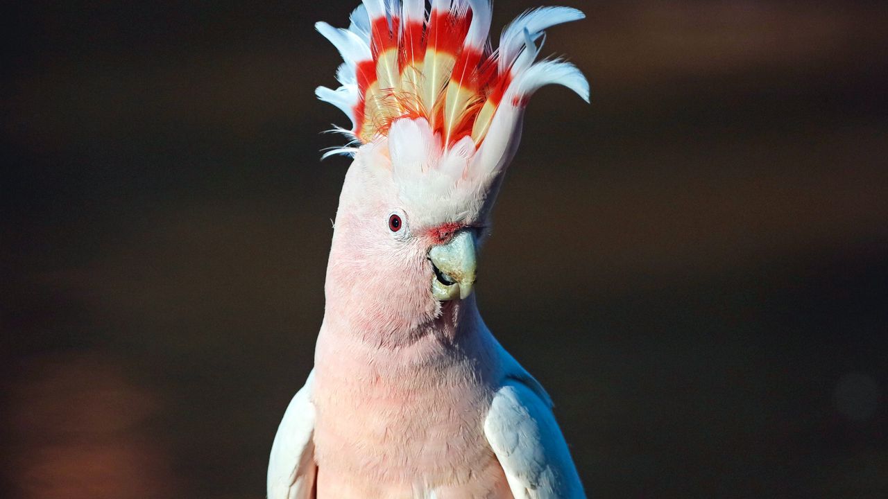 Wallpaper cockatoo, parrot, bird, pink